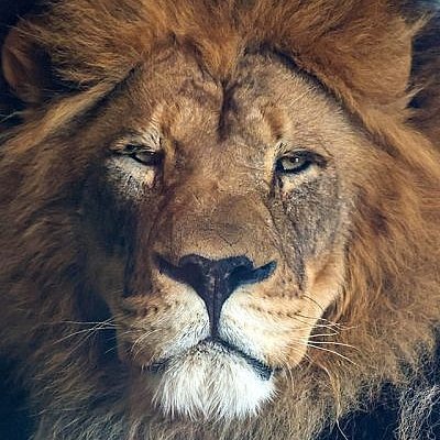 PMR0731's profile picture. هميشه سبز