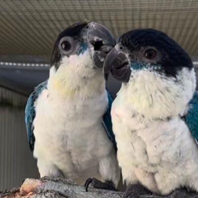 B7Sgc's profile picture. ヨーロッパ、東南アジア新ファームからのインコ、オウム、猛禽類、齧歯目その他哺乳類の予約輸入販売やブリーディング、価格等のお問合せはお気軽にDMか携帯07087843218にお願いいたします。工藤 前期のアカウントは乗っ取られました。皆んな戻って来て下さい。宜しくです