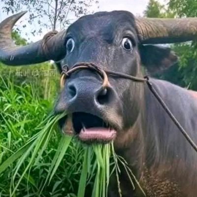 mango67684's profile picture. 