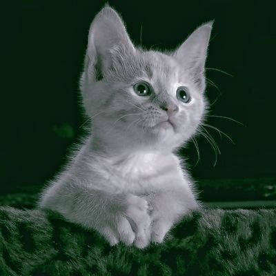 meowjaa's profile picture. fan account ❤️กบสุวนันท์ 💕7HD 💙 ศิลปินrs ❤️🎼 80-90 💙ts6 ❤️ts10 🧡นักกีฬาทีมชาติไทย🇹🇭