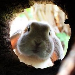 KiLBurn1776's profile picture. Not a bot 🙄 Rebuilding after 3+ year suspension.
Grateful for every follow.
I follow back quality accounts.
🇺🇸