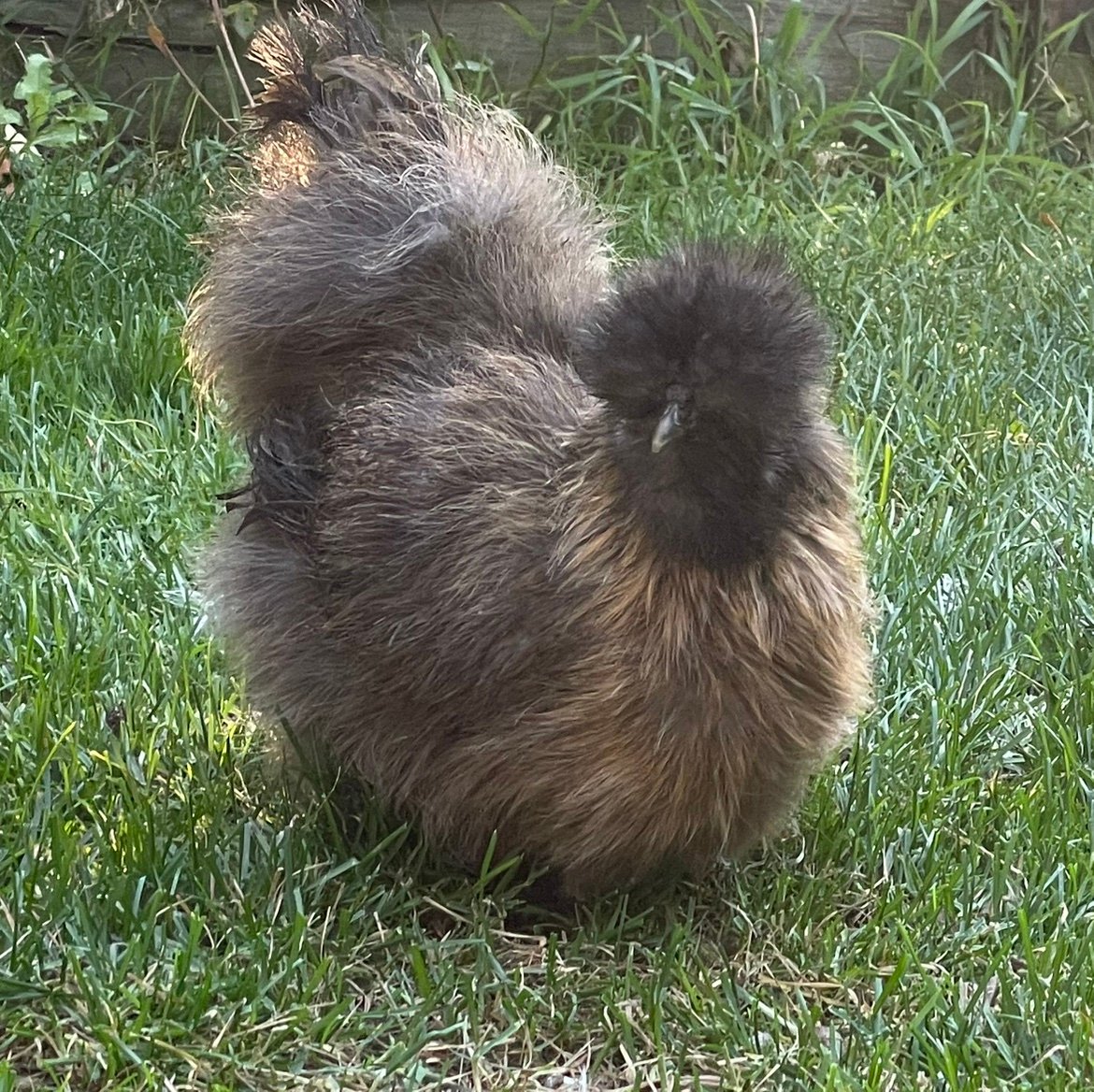 FluffyChickNs's profile picture. 