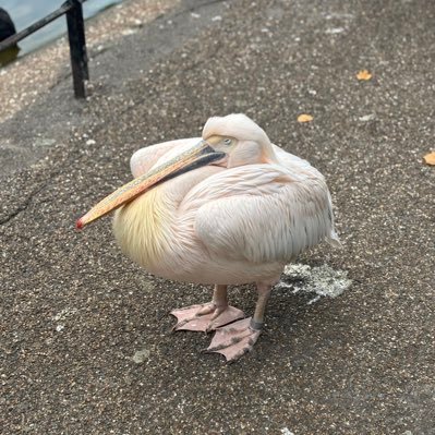 parrotandpope's profile picture. et ce sera probablement la couleur