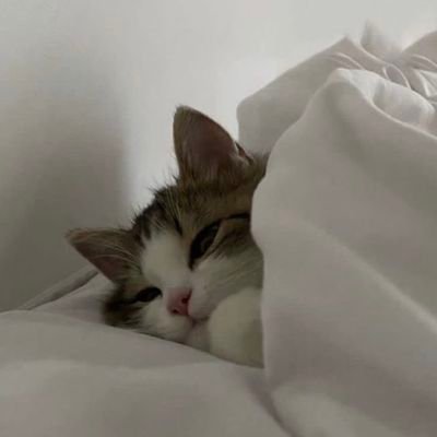 harshax11's profile picture. aspiring swe