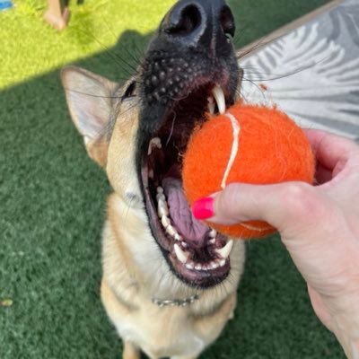 Shaykay1717's profile picture. America First Patriot • Dogs Rule All