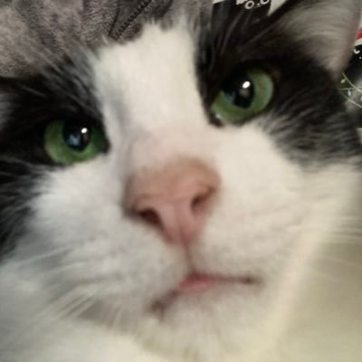 @DeeMeow3