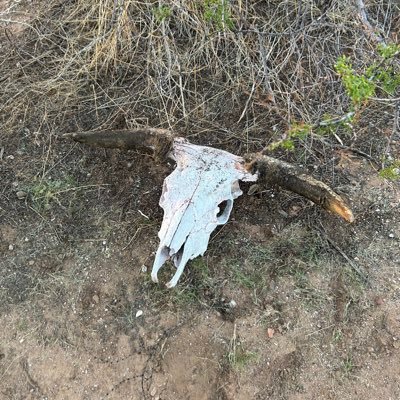 solo_by_default's profile picture. 🦗………………….🦇