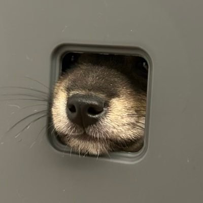 summarymanifest's profile picture. Have a magnificent day. : )