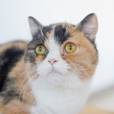 nyasokoo's profile picture.