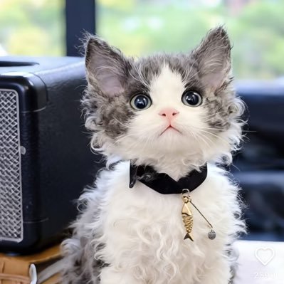 qjlili75368's profile picture. 