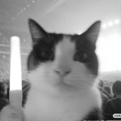 Dinosu1111's profile picture. | # 🍀🧛🏻‍♀️🎀