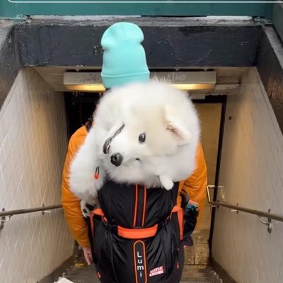 lumidogsol's profile picture. just a dog in a backpack 🎒 | 6WtPiCR9sPdz4jbpE2KzjQtAtPG82xywEUnuibhapump