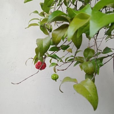 KevinFaeyza's profile picture. pioner sejati🌹
sabar sabar sabar