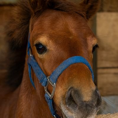 y_kizuka1's profile picture. 各ファクターが回収率に与える影響を分析した結果を基に今回出走馬の期待値を指数化
■買い目&KEY指数
🐎netkeiba→https://t.co/LovvTXO0L7
■中央/地方全Rの「KEY指数」
🐎競馬最強の法則WEB→https://t.co/rDAe6lEO2C
🐎Bookers→https://t.co/hpzSNXcGBR