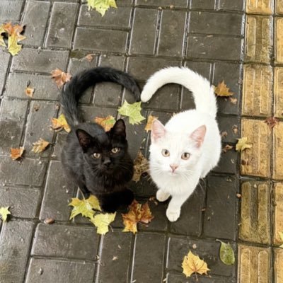 IMimeong's profile picture. 큥🖤