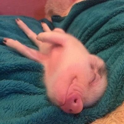 ae_go_'s profile picture. 🐽