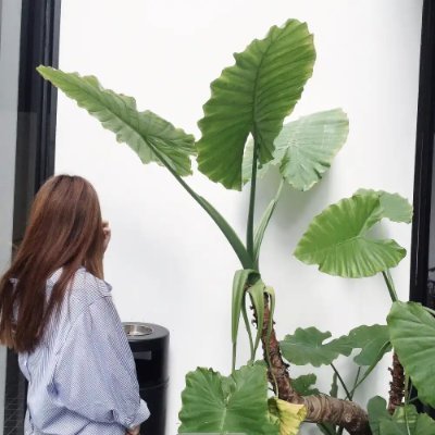JoanHodgsons's profile picture. ガーデニングが好きで、植物と触れ合う時間が癒しです🌿🌸
植物を育てることで、自然の力を感じ、毎日少しずつ成長する姿に喜びを感じています。自分の手で作り出す緑の空間が、心を豊かにしてくれます。