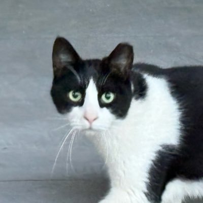 iflemonslice's profile picture. 1