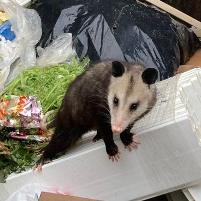 emimiracle's profile picture. 27. bumbling schizophrenic.

she/her 🏳️‍⚧️✡️

https://t.co/1ShmKtx1wu