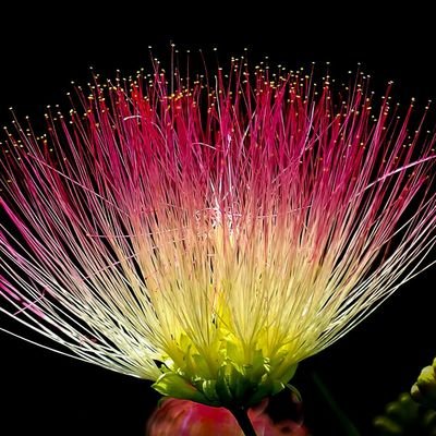 czshoaib's profile picture. 