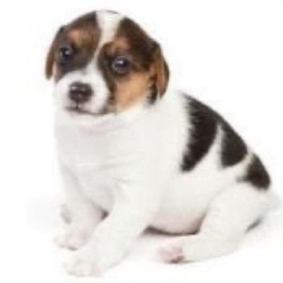 IzukuAngie's profile picture. 16 || Amante de sentir con el alma. 
@DamonAlbarn || Rorenssu ❗️