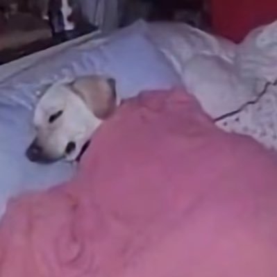 dogevuzz's profile picture.
