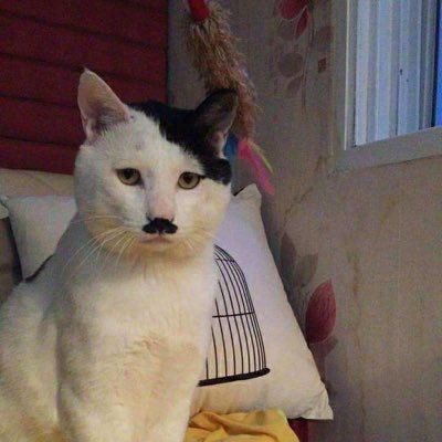 MChubby569338's profile picture. 