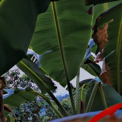 BrayanT30295666's profile picture. 