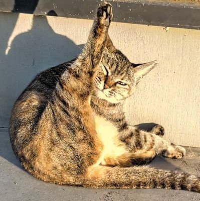 k01san's profile picture. クソジジイの極み 
湯と共に暮らす鄙びた街が好き
帝国民 鹿児島/大隅/肝付🚀
るたん、つげ義春推し    
            テニス、低山、Bスポ、食堂、喫茶
群馬ウェルカムサポーターズ
温泉観光士、温泉名人、秘密結社よねり団副長(暫定)
不健全垢即ブロック