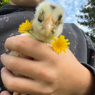 H16764Hannl's profile picture. 