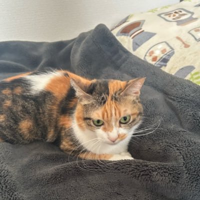 terumi_128's profile picture. 10匹の保護猫、2匹の犬と田舎生活。メダカやアロマテカスを育てながら最近は蓮に挑戦！のんびりゆったり過ごしてます。AIを使って作成した癒し動画をUPしてます。#猫 #犬 #癒し動画 #花 #自然
