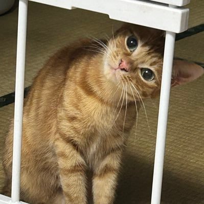 Dryu8blue's profile picture. 不定期更新。たまに関係の無いことを愚痴る。お手伝いで臼文丸(うすふみまる)の宣伝中。2026年度は販売準備中です。禁止事項について画像のご確認・遵守をお願い致します。その他過去ツイートを参照。FRBはご自由に。毎年ご協力、購入頂き誠にありがとうございます。