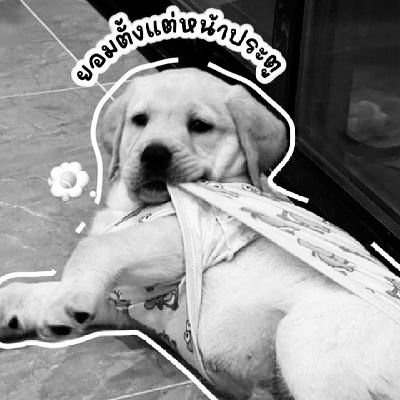 tawan5786's profile picture. โกอินเตอร์กัน พี่ฝ้าย 🎵1 1 1 2 3 4 5 6 7 8 ไปไปไปไป! 🎶🤌🌻💛🐯🚀