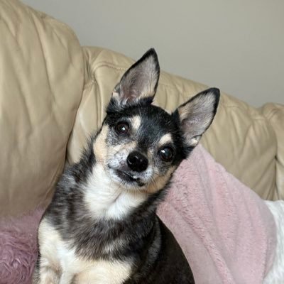 JustFilmz's profile picture. tired cinephile