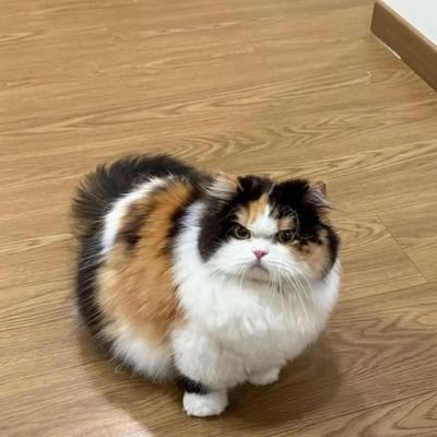 cakerusks_'s profile picture. 🩺'24  fake nonchalanter                                                       کہ تیری زمیں سے ہم ایسے شکستہ دل ہوئے ہیں                        
🇵🇸