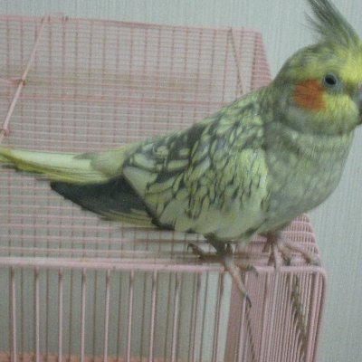 tetuyosikikkawa's profile picture. 