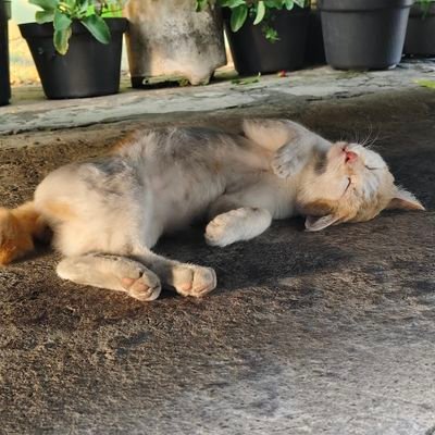 mrng_haze's profile picture. 21 y.o.