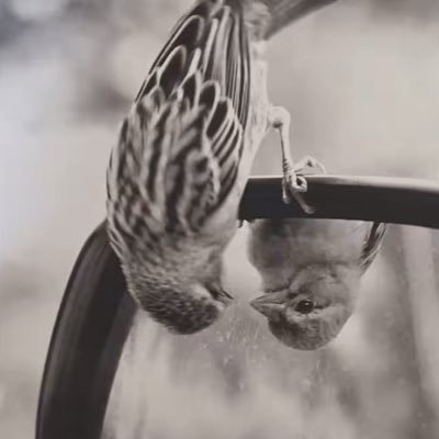 cervi_gz's profile picture. 