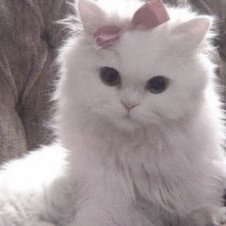 KChutai45709's profile picture. １５２ｃｍ　４４ｋｇ🎀