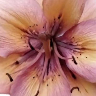 lee_ne1's profile picture. 