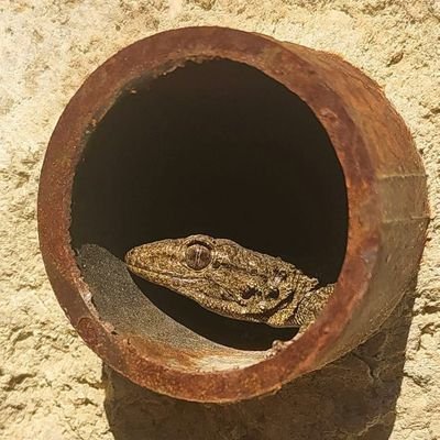 humainaleatoire's profile picture. 