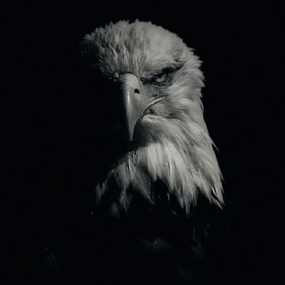 realabdiasiis's profile picture. ''markay garasho diido ba, rag ba doorta geeridee,  marka gowrac lagu aarsaday  guuli dhalata'' Alone warrior 🦅