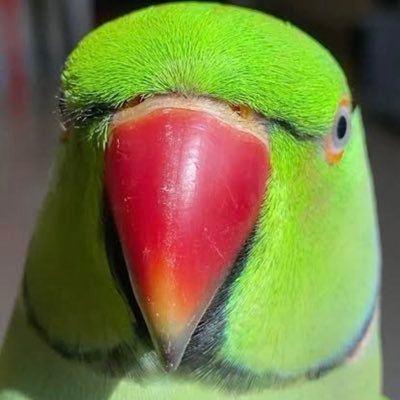 umuduorgutle's profile picture. ÇokLafAzİş 🦜 Parla Ç.