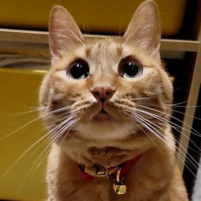 kiyominn10's profile picture. SUNABACO今治で受講中です😊すなばこ2025秋→AI4thがんばります