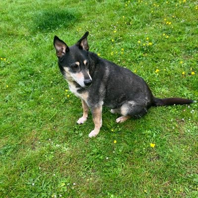 Ben_da_Bestie's profile picture. I be Ben. Rescued from death row. Trained by Sir Terence Terrier @terenceterrier Taken over his duties at #keepfits and Snicks Sekurity