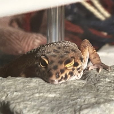 nAG_bio's profile picture. レオパ、ニシアフ、コーンスネーク、カマキリなどを飼っている