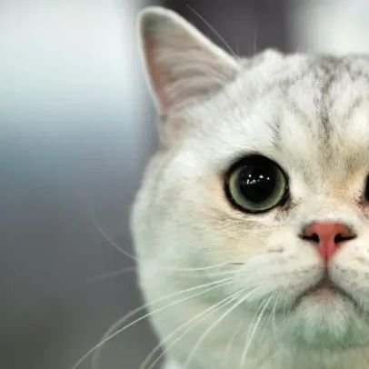 incitaneleriyim's profile picture. 