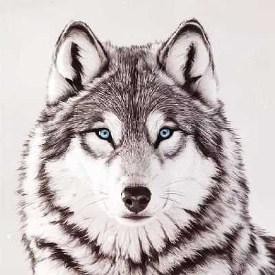 NiyaziB45188260's profile picture.