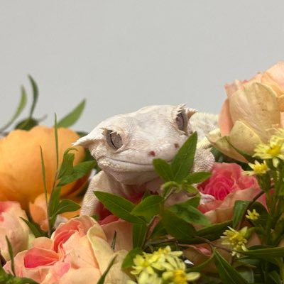 lovegeckos_s2's profile picture. 🇰🇷 꿈꾸는 크레 몽즈🦖🌙☁️ / 𝗠𝗼𝗻𝗴𝘇 : 夢(꿈‘몽’)+💤 Since 2019.03~ 크레고인물(?) #크레스티드게코 #크레 #가고일게코 #차화게코