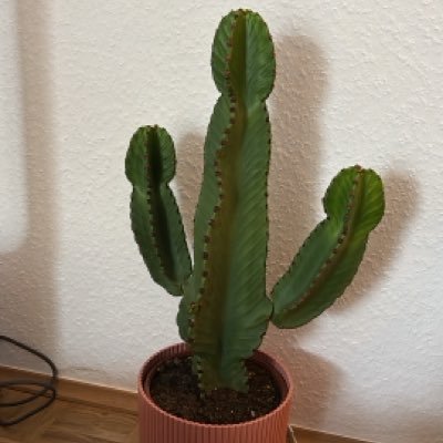 MarioSchalke's profile picture. 